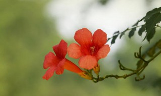 凌霄花的花语 非洲凌霄花的花语