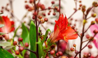 干花插花有哪些技巧（干花插花有哪些技巧和方法）