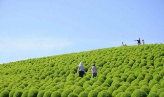 红地肤种植时间和技巧 红地肤生长过程