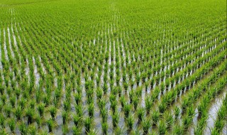 水田种植技术和方法 水田种植技术和方法图片