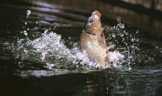 冬冰钓鲫鱼技巧 冬冰钓鲫鱼技巧