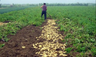 种土豆的方法及过程（农民种土豆的过程）