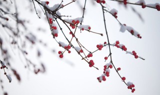 歌颂梅花的古诗词 歌颂梅花的古诗词大全