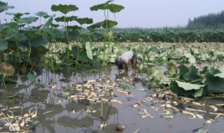 池子藕种植方法（池子藕种植方法图解）