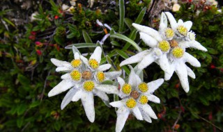 雪绒花怎么养（雪绒花怎么养才能开花）