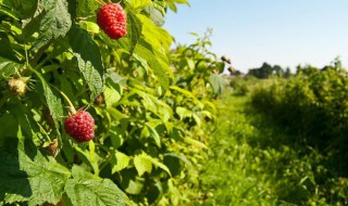 红树莓种植方法 红树莓种植方法和技术
