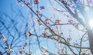 和梅花品格有关的诗句（写梅花有品格的诗）