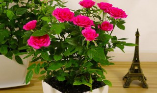 盆栽小玫瑰的养殖方法和注意事项 盆栽小玫瑰的养殖方法和注意事项视频