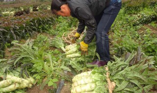 莴笋的种植方法和技巧（莴笋的种植方法和技巧视频）