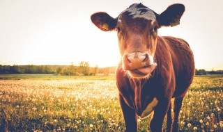 关于乡间春天放牛的诗句 关于乡间春天放牛的诗句是