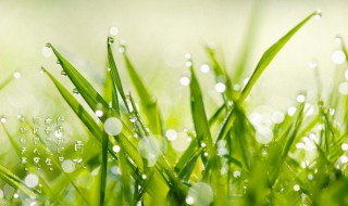 雨水文案 关于雨水节气的句子有哪些