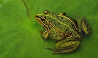 春天的动物青蛙一段话 春天的动物青蛙一段话50字