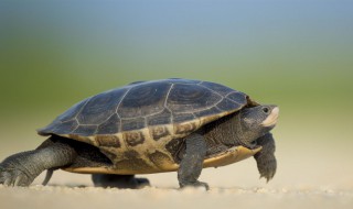 乌龟属于哪类动物 乌龟属于哪类动物卵生