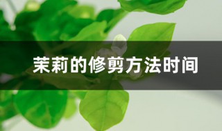 垂枝茉莉修剪方法（垂枝茉莉修剪方法图解）