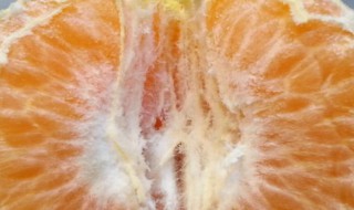 橘子中间白色的是什么 橘子中间白色的东西叫什么