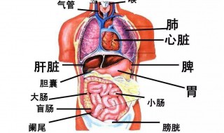 肝脏在身体什么位置（肝脏在身体什么位置图）