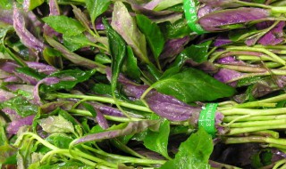 紫背菜什么样的人不能吃 紫背菜什么人都可以吃吗