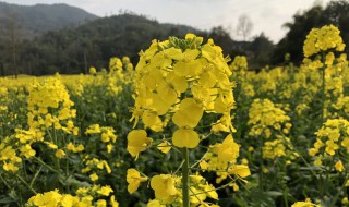 湖南油菜花什么季节开花 湖南油菜花什么季节开花结果