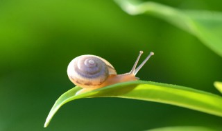 小蜗牛孵化出来怎么养 刚孵出的小蜗牛怎么养