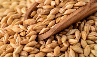 种小麦的方法和步骤 小麦种植的简单步骤