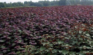 紫苏高产种植技术 紫苏的种植方法及产量