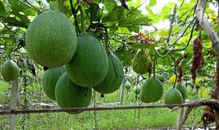 瓜蒌的种植方法 瓜蒌的种植方法和效益