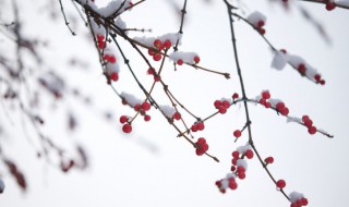 雪代表了什么精神（雪的精神是什么）