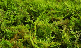 水苔适合种植什么植物 水苔适合种植什么植物呢