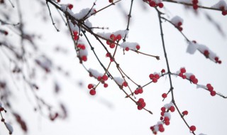 小雪的传统风俗 小雪的传统风俗图片