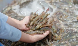 海白虾怎么做好吃（海白虾怎么做好吃视频）