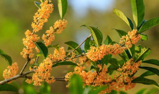 桂花采摘和保存方法 桂花采摘和保存方法图片