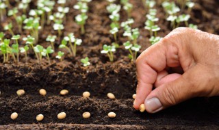寻求农业种植项目 农业种植投资项目