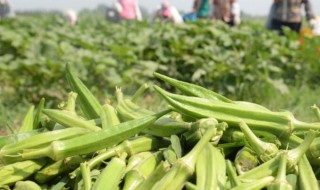 现在种植什么最赚钱 种植什么最赚钱农村