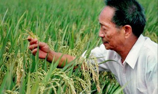 袁隆平的杂交水稻是不是转基因水稻?（袁隆平种植的是转基因水稻吗）