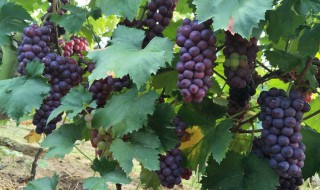法国种植葡萄的有利条件 法国种植葡萄的有利条件是什么