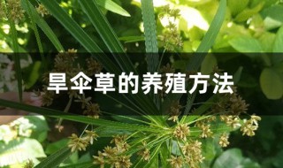 旱伞草的养殖方法（旱伞草的养殖方法和注意事项）