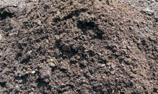 泥炭土是什么土有什么优缺点 什么样的土是泥炭土