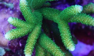 珊瑚虫的养殖方法 珊瑚虫的养殖方法有哪些