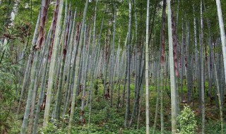 毛竹快速种植方法（毛竹怎么种植方法）