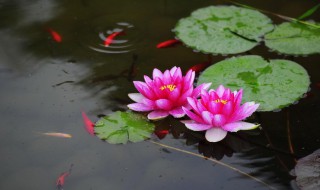 冬季睡莲种植方法教程 冬季睡莲种植方法教程图解