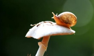 最强蜗牛吃蘑菇任务 最强蜗牛吃蘑菇加领导力