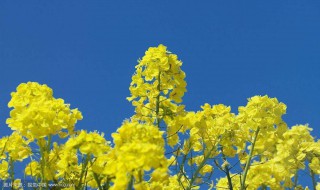 油菜花观察日记400字 油菜花的一篇观察日记