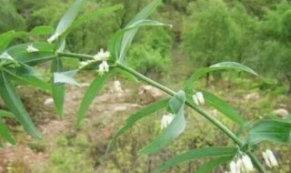 黄精怎么种植和管理 黄精种植技术和管理