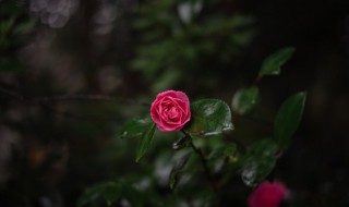 月季花的叶子像什么形状 月季花的叶子是什么形状的