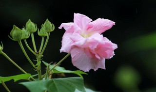 芙蓉花什么时候开（芙蓉花什么时候开放）