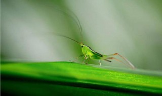 昆虫备忘录有哪些特点（昆虫备忘录的特点）