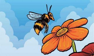 蜜蜂为什么采蜜（蜜蜂为什么采蜜 百度网盘）