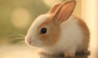 兔子怎么叫? 兔子怎么叫 声音