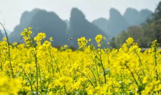 油菜花和桃花谁先开花（油菜花和桃花谁先开花呢）