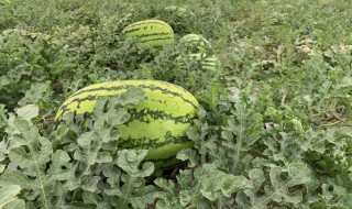 华北地西瓜种植时间（华北地区南瓜什么时候种植）